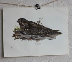 Fågelbild - Nattskära