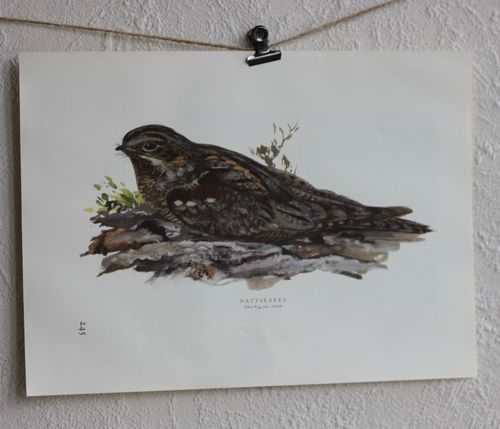 Fågelbild - Nattskära