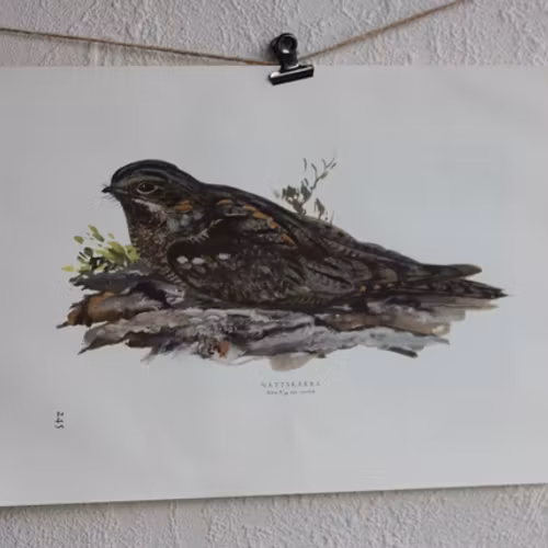 Fågelbild - Nattskära