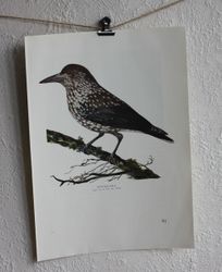 Fågelbild - Nötkråka