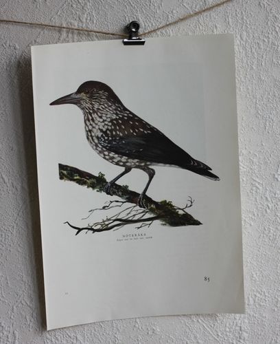 Fågelbild - Nötkråka
