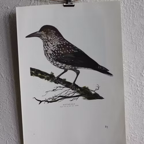 Fågelbild - Nötkråka