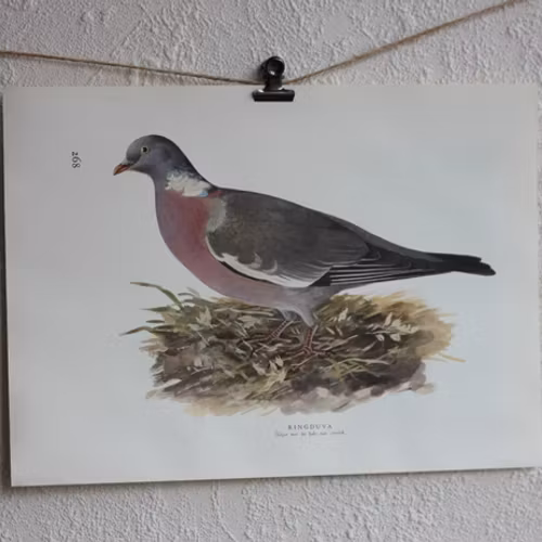 Fågelbild - Ringduva