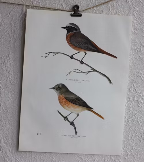 Fågelbild - Rödstjärt