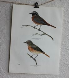 Fågelbild - Rödstjärt