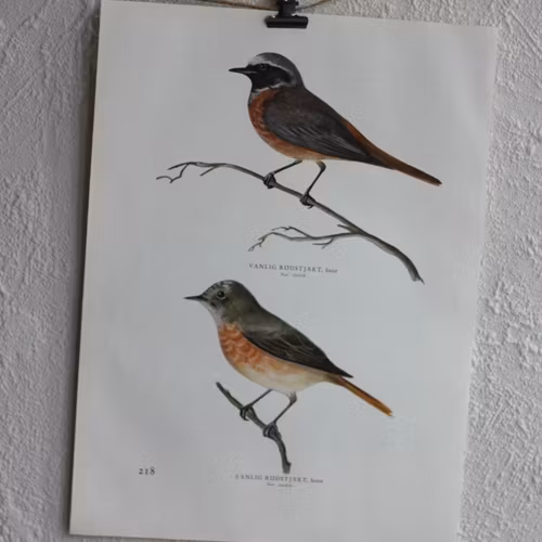 Fågelbild - Rödstjärt