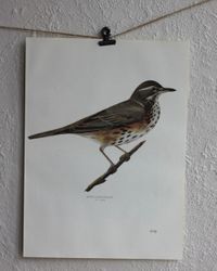 Fågelbild - Rödvingetrast