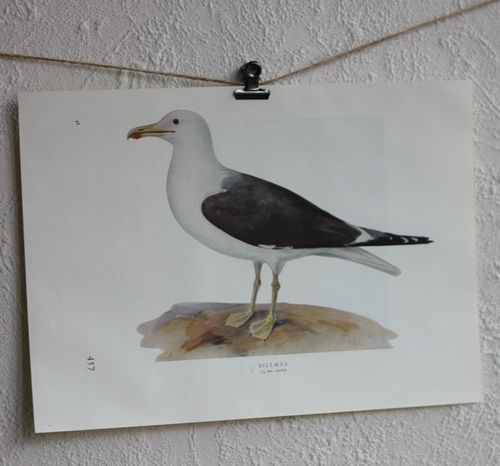 Fågelbild - Sillmås