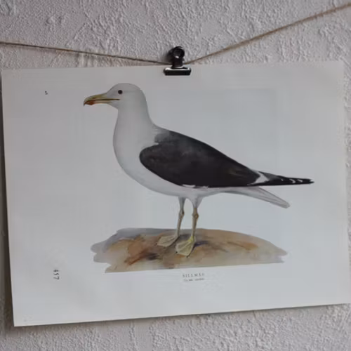 Fågelbild - Sillmås