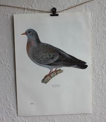 Fågelbild - Skogsduva