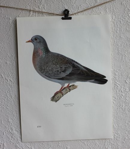 Fågelbild - Skogsduva