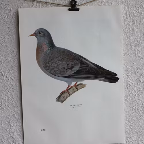 Fågelbild - Skogsduva