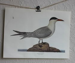 Fågelbild - Skräntärna