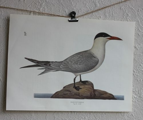 Fågelbild - Skräntärna