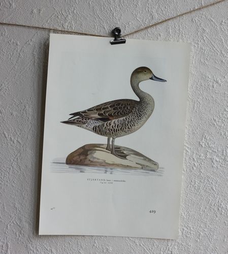 Fågelbild - Stjärtand