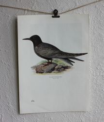 Fågelbild - Svarttärna