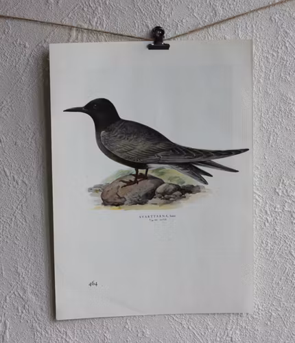 Fågelbild - Svarttärna