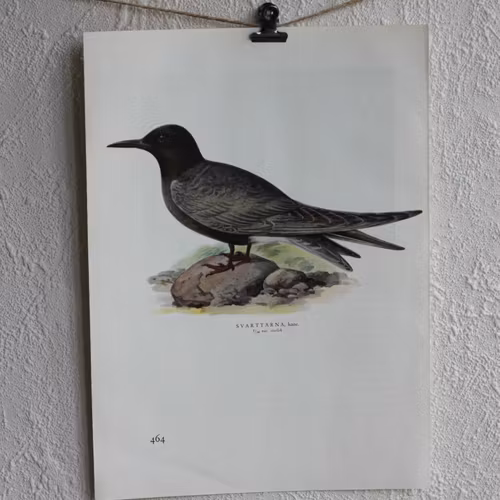 Fågelbild - Svarttärna