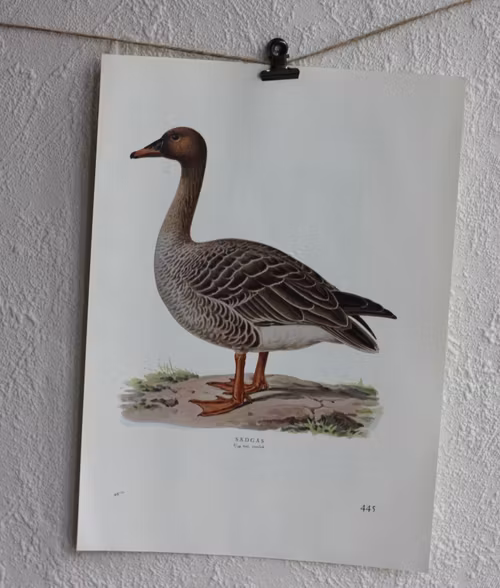 Fågelbilder - Sädgås