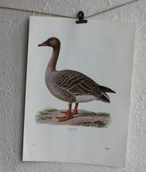 Fågelbilder - Sädgås