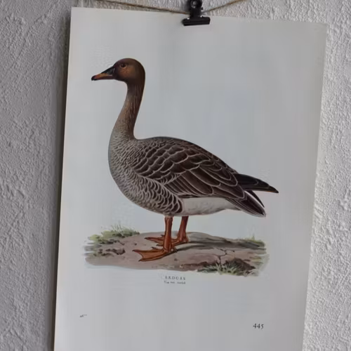 Fågelbilder - Sädgås