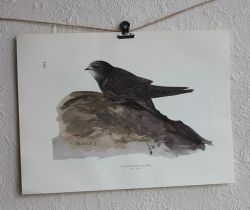Fågelbilder - Tornsvala