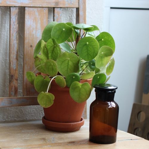 Flaska - Apoteksflaska Brun med Glaspropp