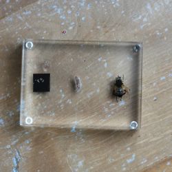 Inredning - Plexikloss Flugans Utveckling