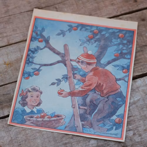 Barnkammarbild - 27 Äppelplockning