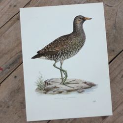 Fågelbild - Småfläckig Sumphöna