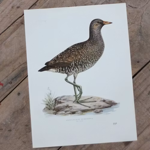 Fågelbild - Småfläckig Sumphöna