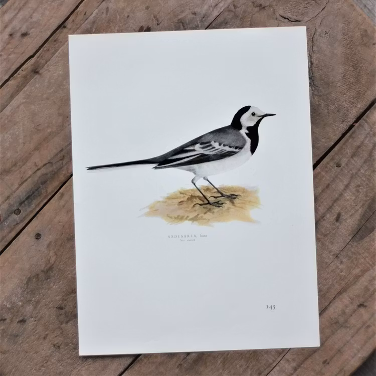 Fågelbild - Sädesärla