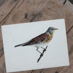 Fågelbild - Snöskata