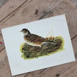 Fågelbild - Sånglärka