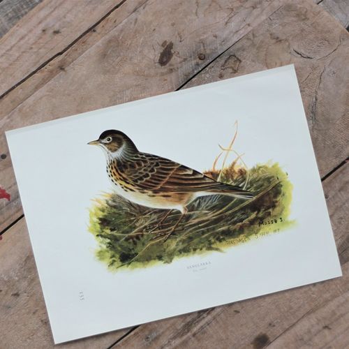 Fågelbild - Sånglärka