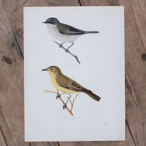 Fågelbild - Ärtsångare Bastardnäktergal