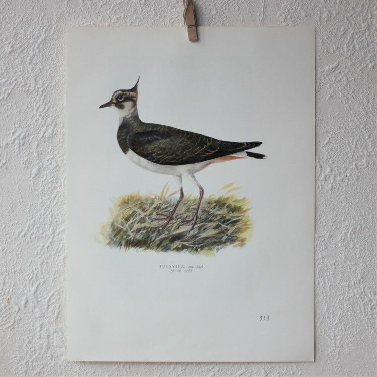 Fågelbild - Tofsvipa