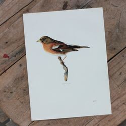 Fågelbild - Bergfink