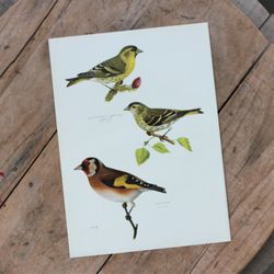 Fågelbild - Grönsiska Steglitsa