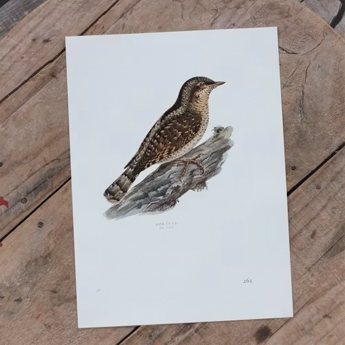 Fågelbild - Göktyta