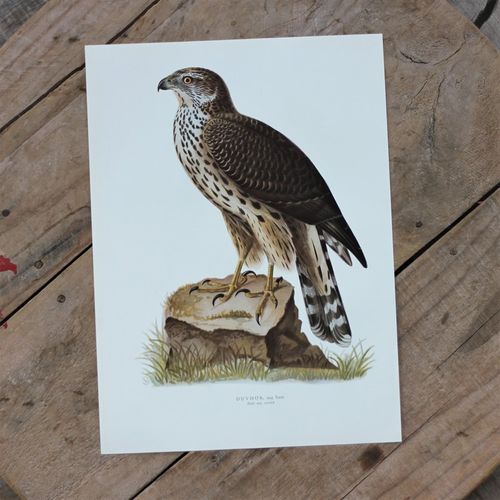 Fågelbild - Duvhök Hona