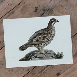 Fågelbild - Järpe Hona