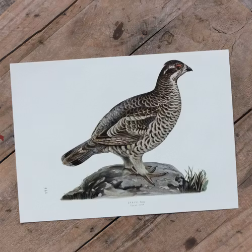 Fågelbild - Järpe Hona