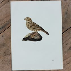 Fågelbild - Kornsparv