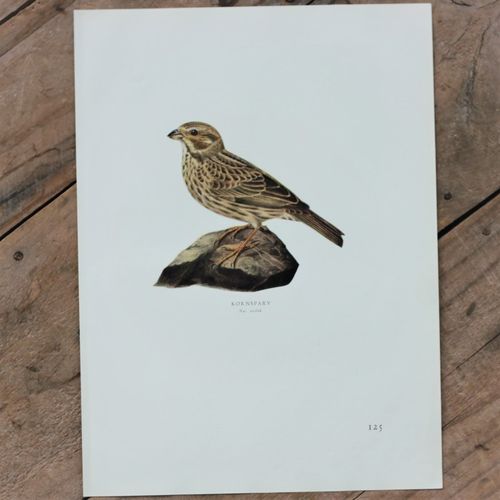 Fågelbild - Kornsparv