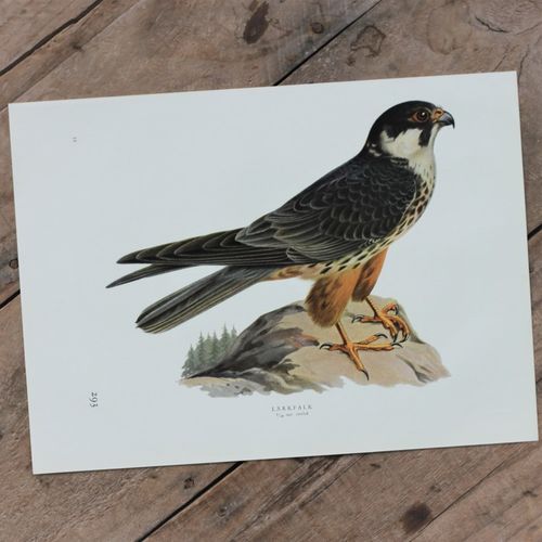 Fågelbild - Lärkfalk