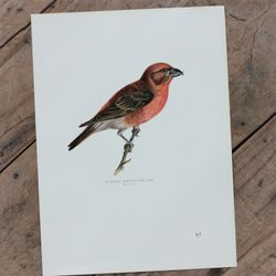 Fågelbild - Mindre Korsnäbb