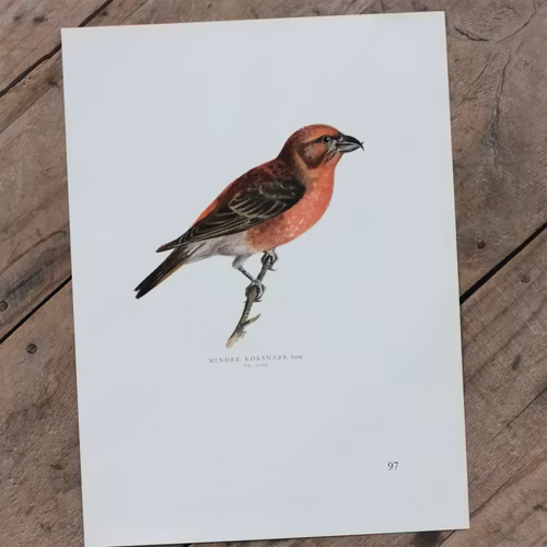 Fågelbild - Mindre Korsnäbb