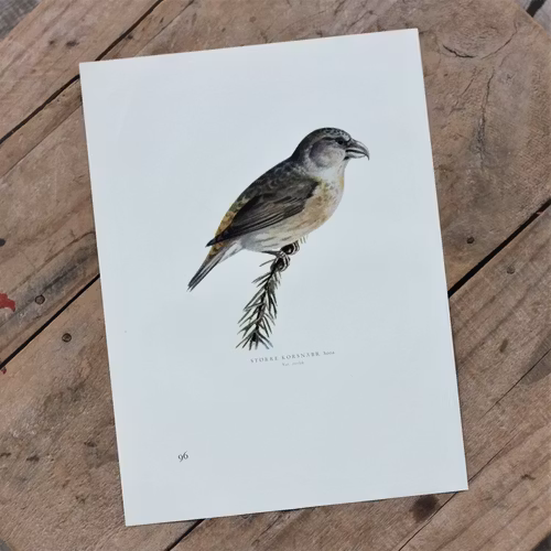 Fågelbild - Större Korsnäbb