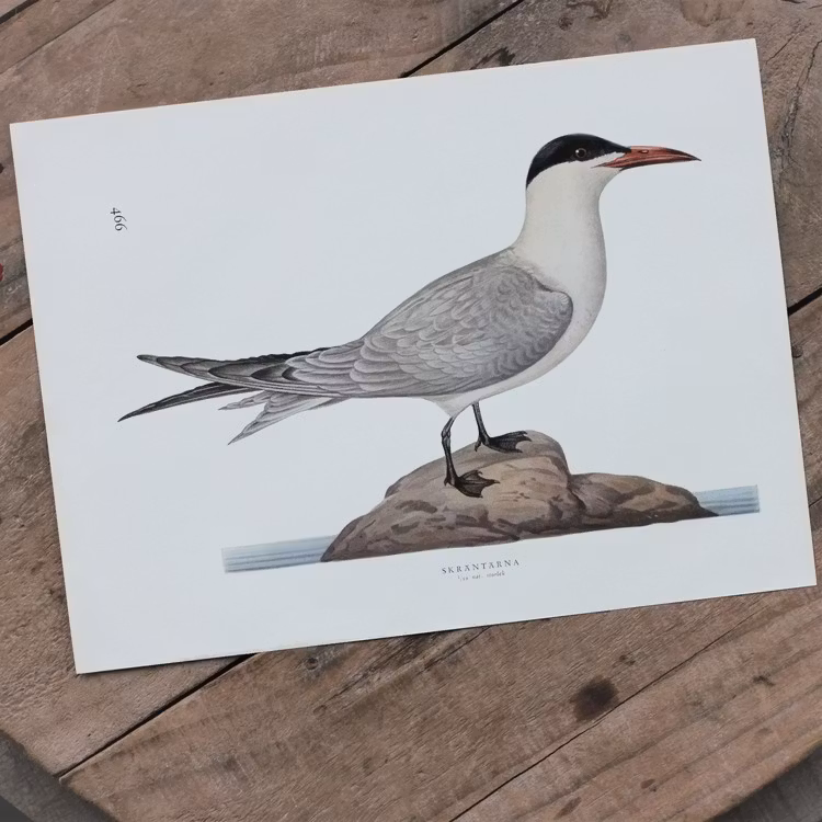 Fågelbild - Skräntärna